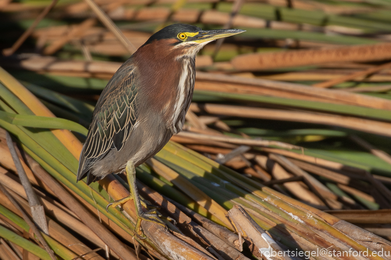 emily renzel wetlands